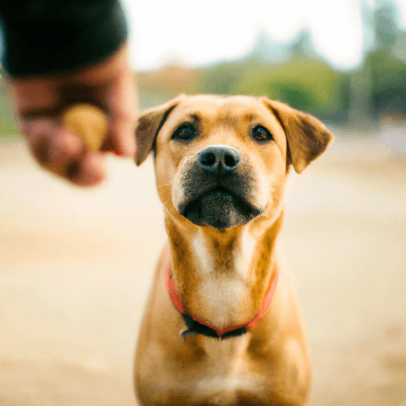 How Can I Train My Pet To Be More Obedient?