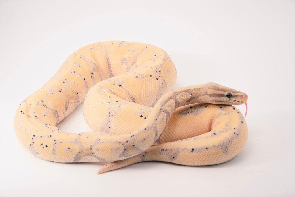 How Do I Handle My Pet Snake Safely?