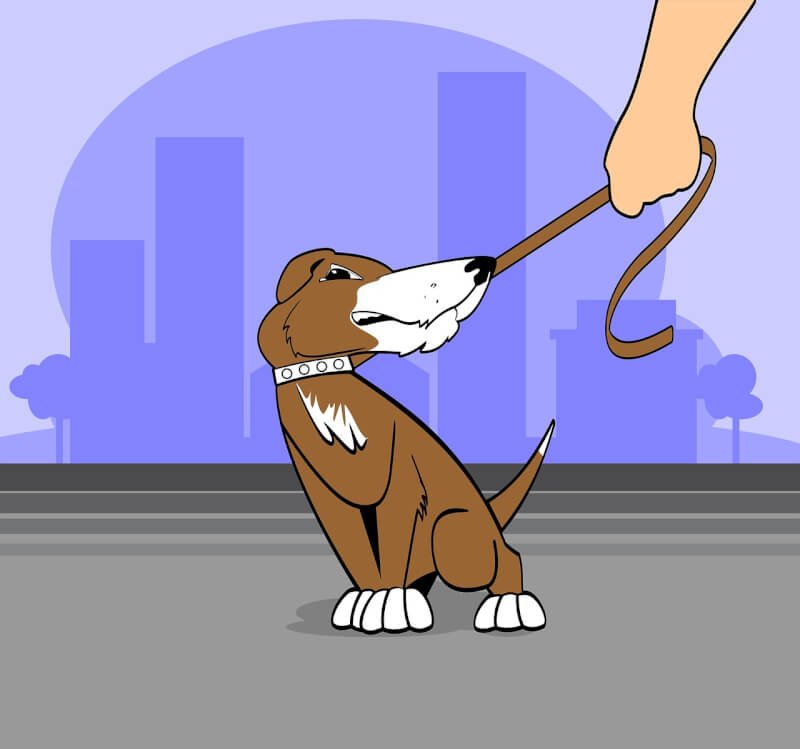 Dog Training And Behavior Management
