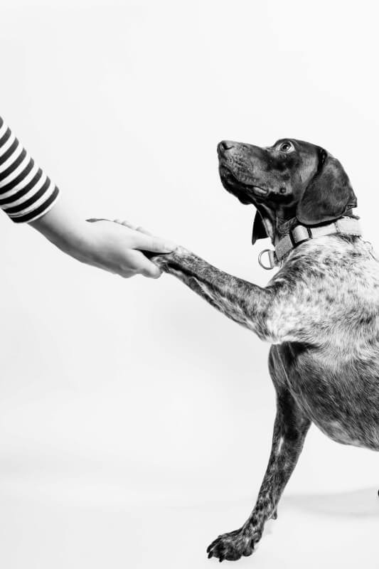 How Much Is Dog Behavior Training