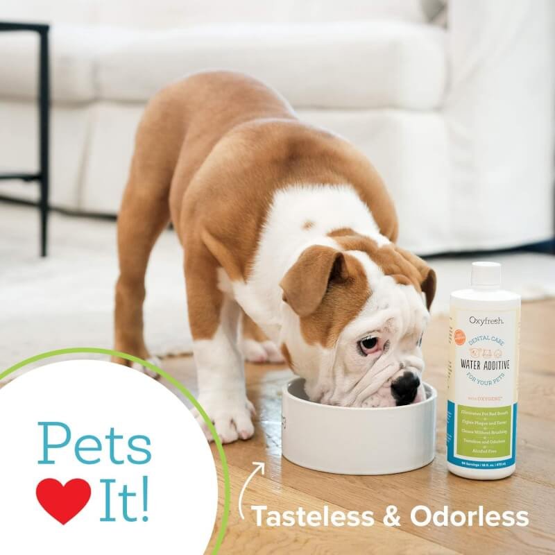 Oxyfresh Premium Pet Dental Care Solution Pet Water Additive: Best Way to Eliminate Bad Dog Breath and Cat Bad Breath - Fights Tartar  Plaque - So Easy, Just Add to Water! Vet Recommended 16 oz.