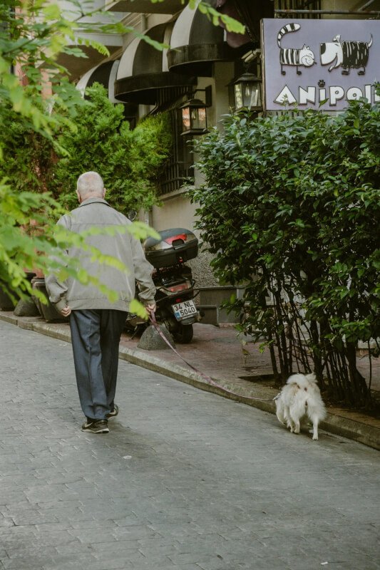 Pet Behavior Training Near Me