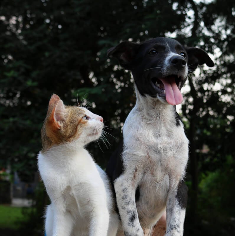 Pet Harmony Animal Behavior And Training