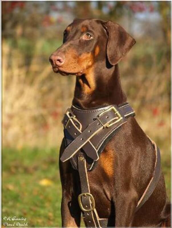 Dean and Tyler The Boss with Handle Brass Hardware Leather Dog Harness, Brown, Medium - Fits Girth Size: 28-Inch to 37-Inch