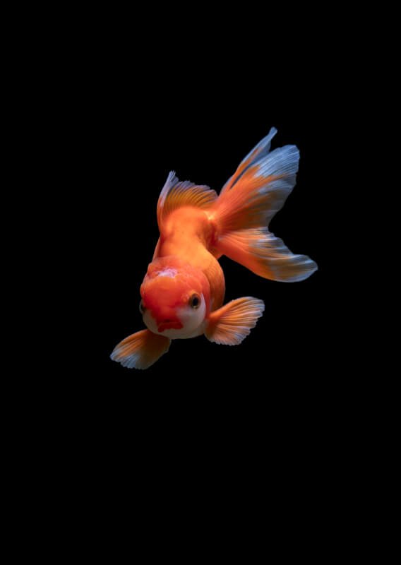 Do Fish Recognize Their Owners?