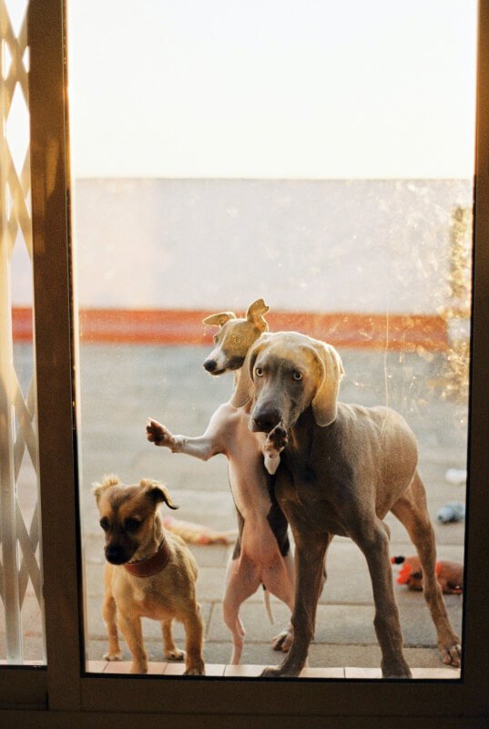 Dog Training Guarding Behavior
