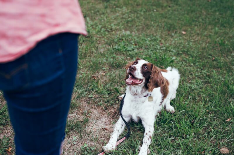 Dog Training Shaping Behavior