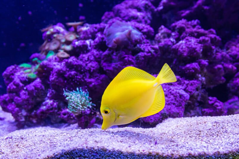 How Often Should I Clean My Fish Tank?