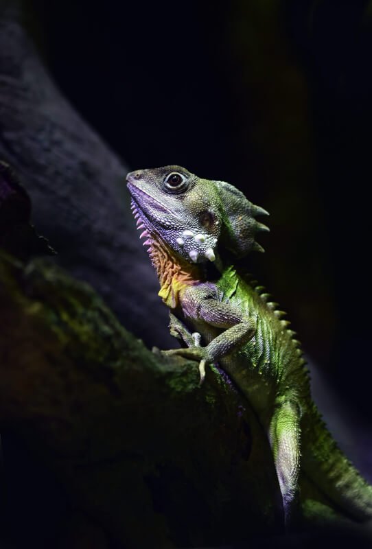 What Are The Heat Requirements For An Iguana?