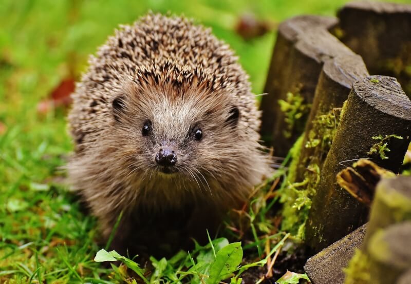 What Is The Lifespan Of A Hedgehog?