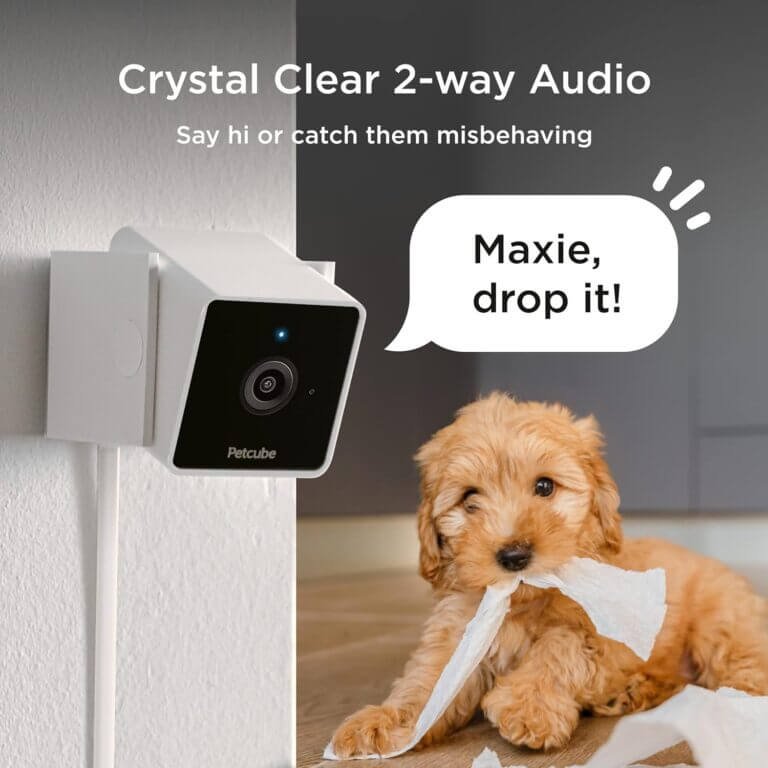 petcube cam with play 2 bundle review