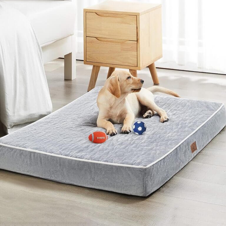 wnpethome orthopedic bed review