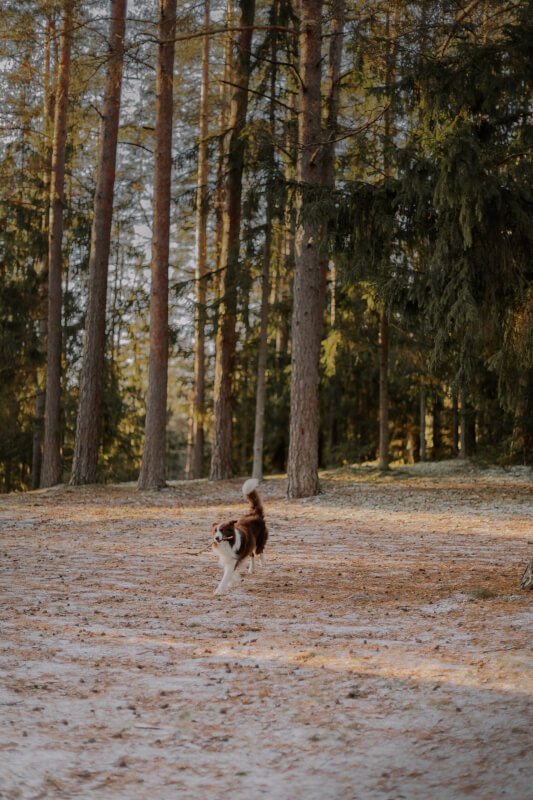 how long does it take to become a dog behaviorist 6 scaled