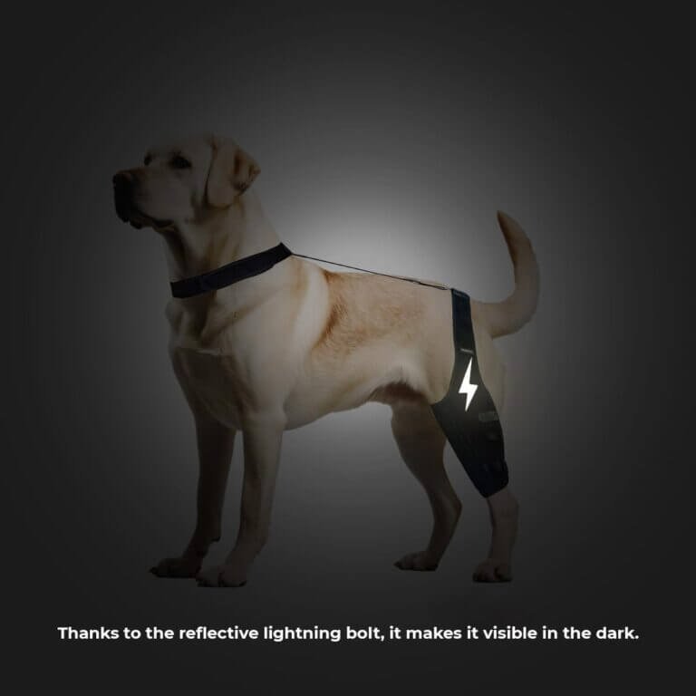 torkox dog knee brace review
