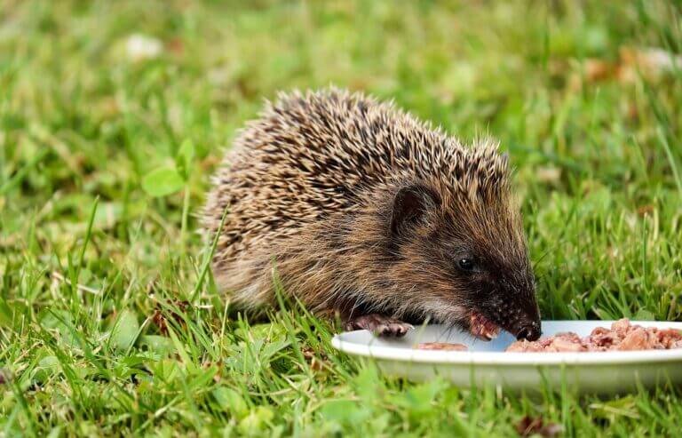what is the lifespan of a hedgehog 6